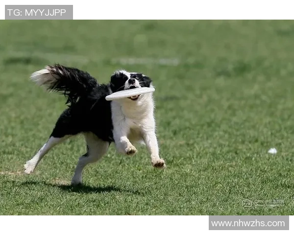 成都飞盘队在极限运动世界杯中的逆袭之路与荣耀时刻 成都飞盘队在极限运动世界杯中的逆袭之路与荣耀时刻